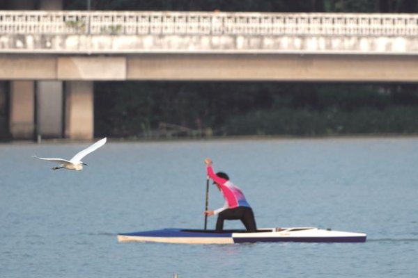贝盈网 鹭影翩跹西南湖